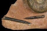 Parkinsonia Ammonite & Two Belemnites on Rock - Germany #92458-1